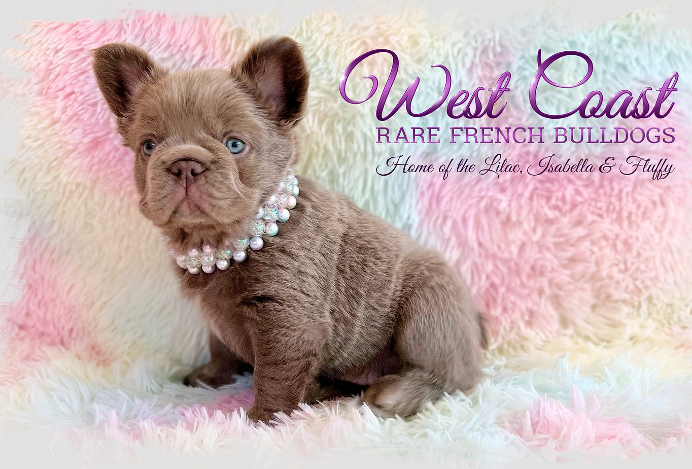 isabella fluffy frenchie price