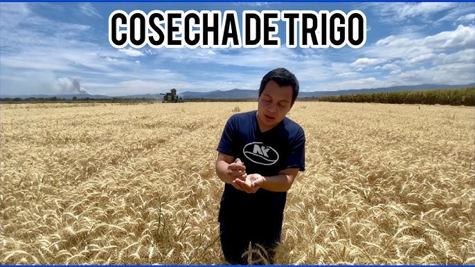 como se dice trigo en inglés