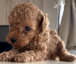 toy poodles puppies for sale