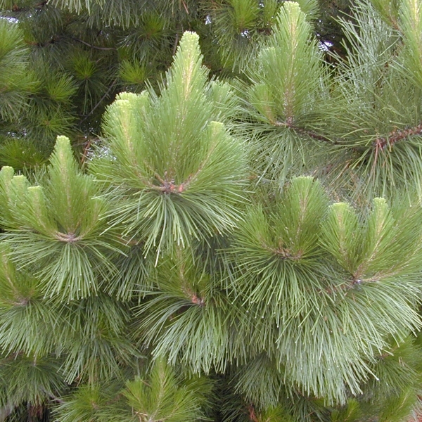 native pine whose name can be doubled