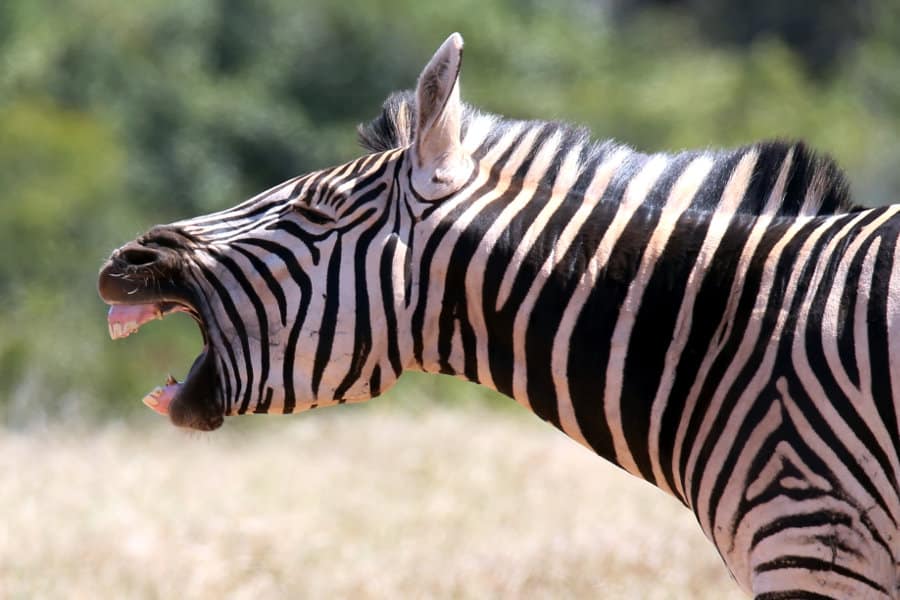 what noises do zebras make