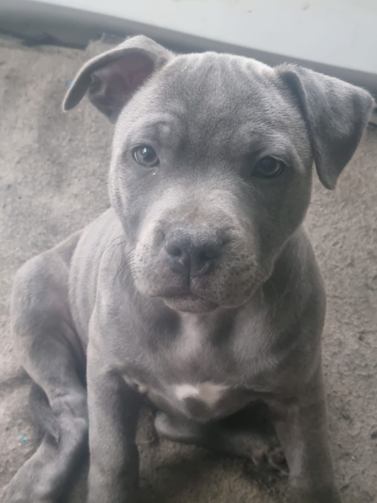 blue staffordshire bull terrier puppies for sale