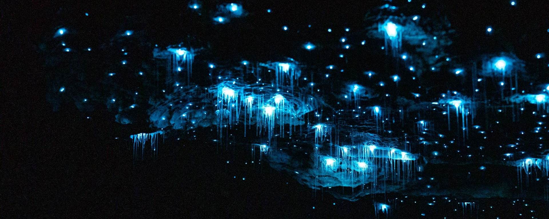 te anau glowworm caves tickets