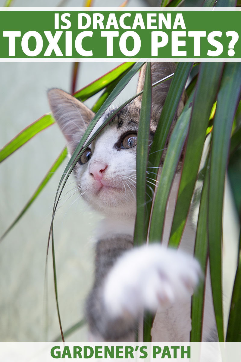 dracaena plant and cats