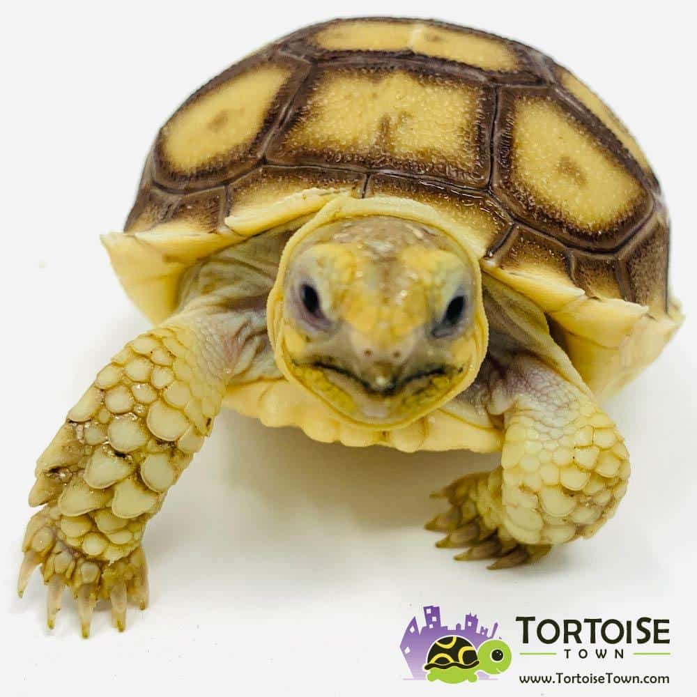 baby tortoise for sale