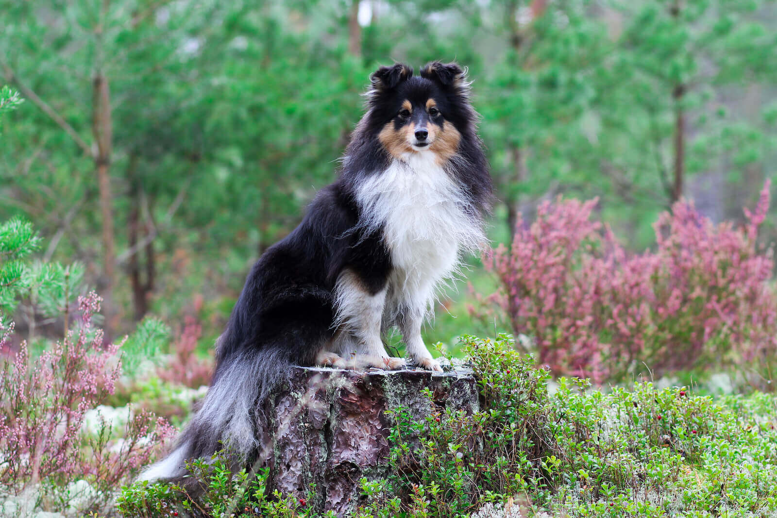 sheltie breeders in virginia