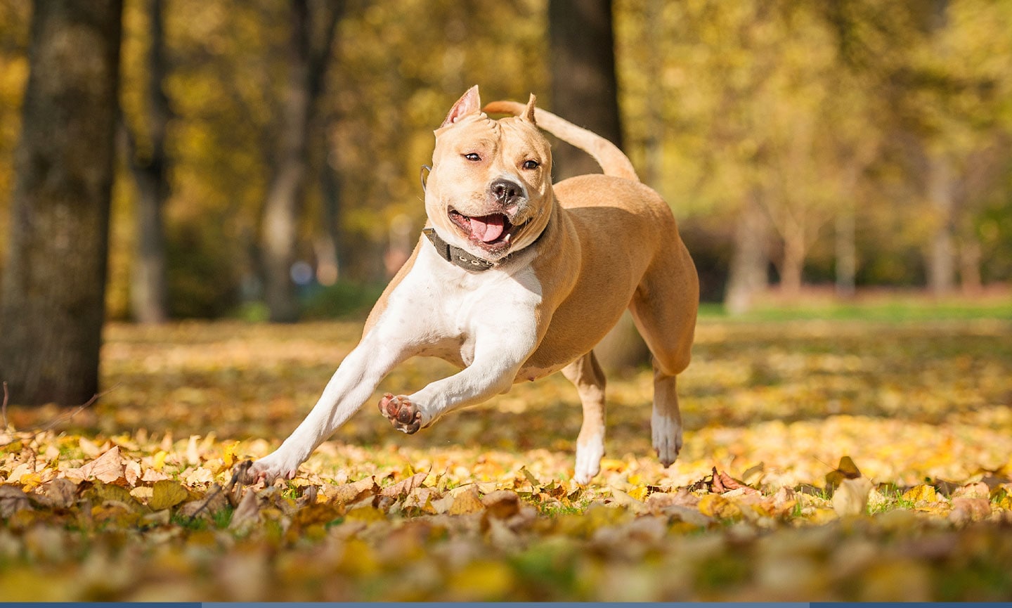 pictures of staffordshire terriers