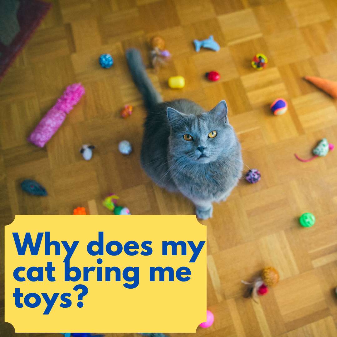 why does my cat bring me toys at night