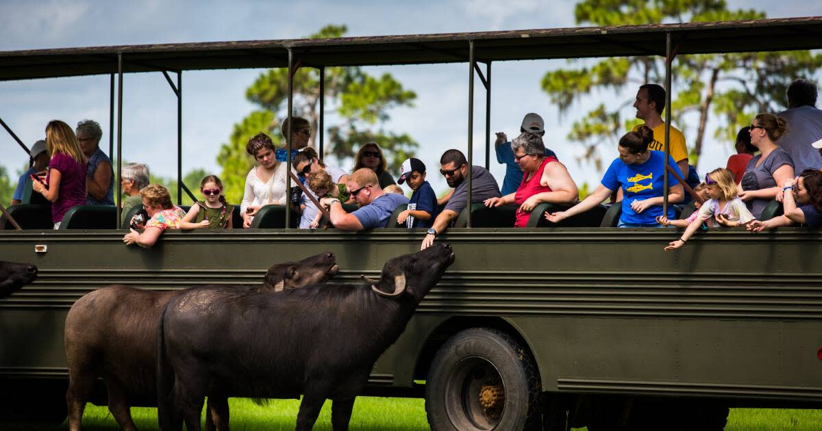 safari wilderness moore road lakeland fl