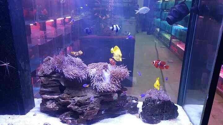 fish point best aquarium shop