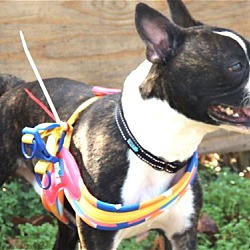 boston terrier rescue maryland