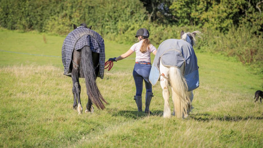 yard and grooms