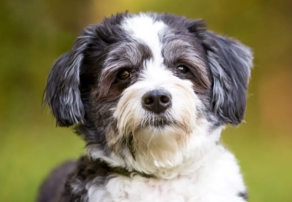 shih tzu crossed with poodle