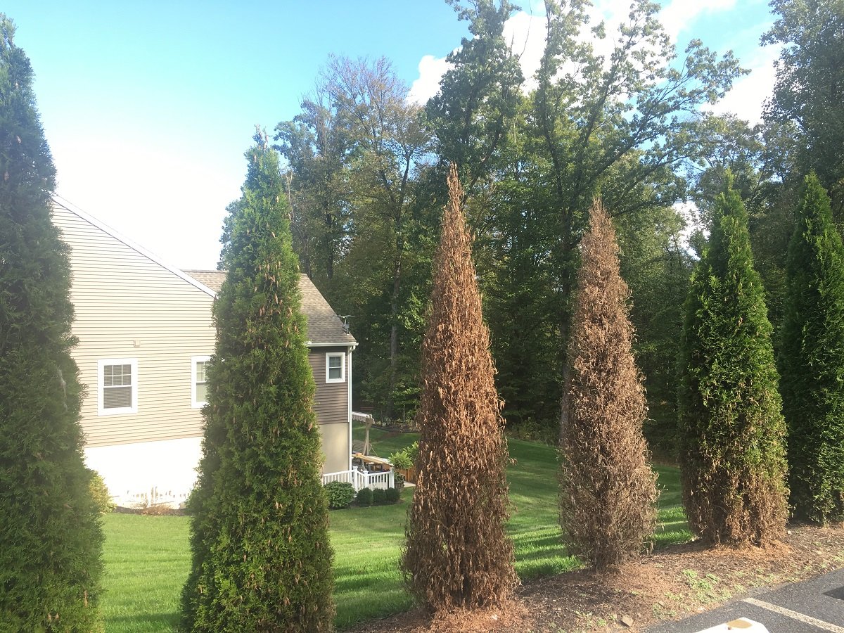 green giant arborvitae turning brown