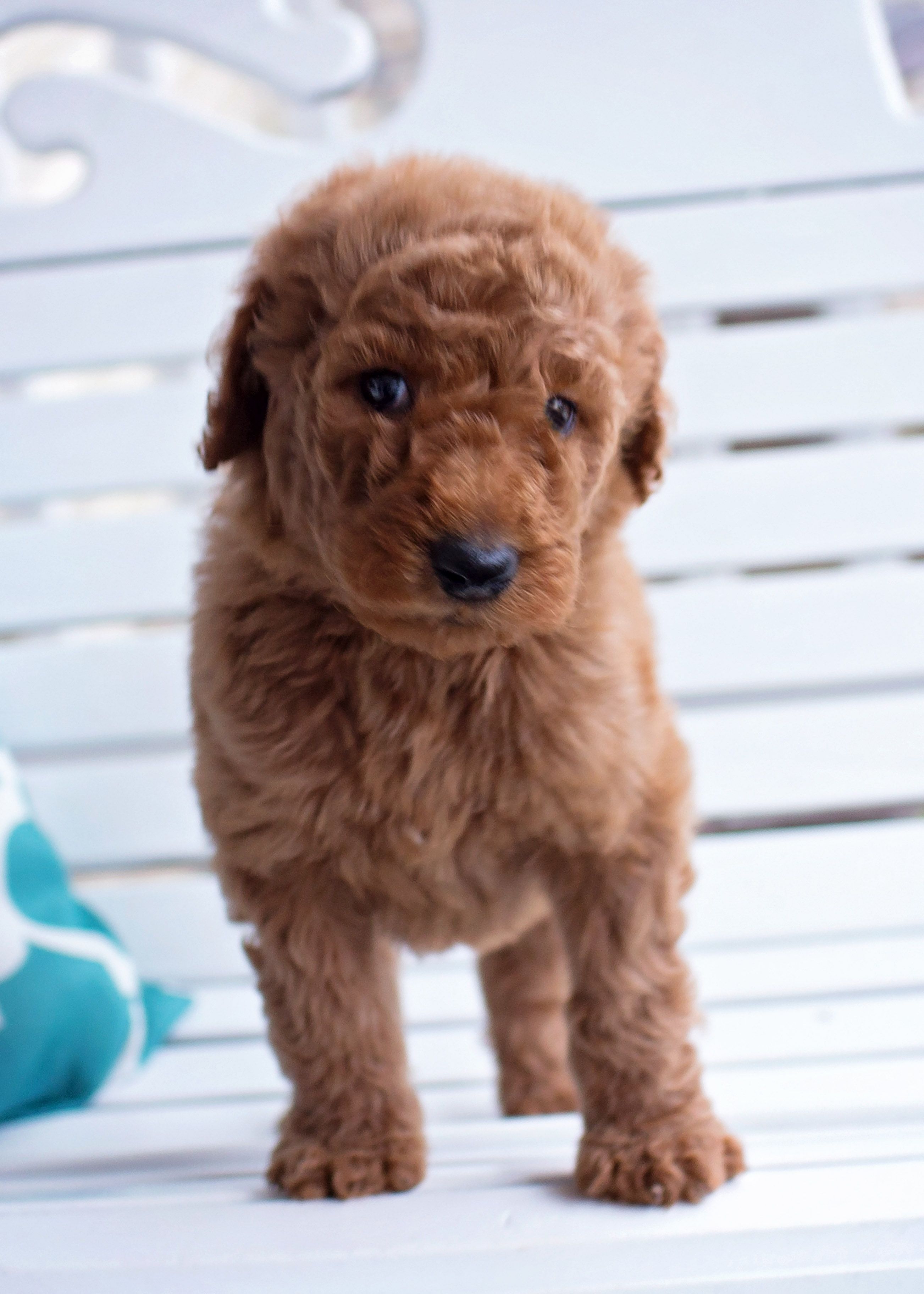 5 week old poodle puppies