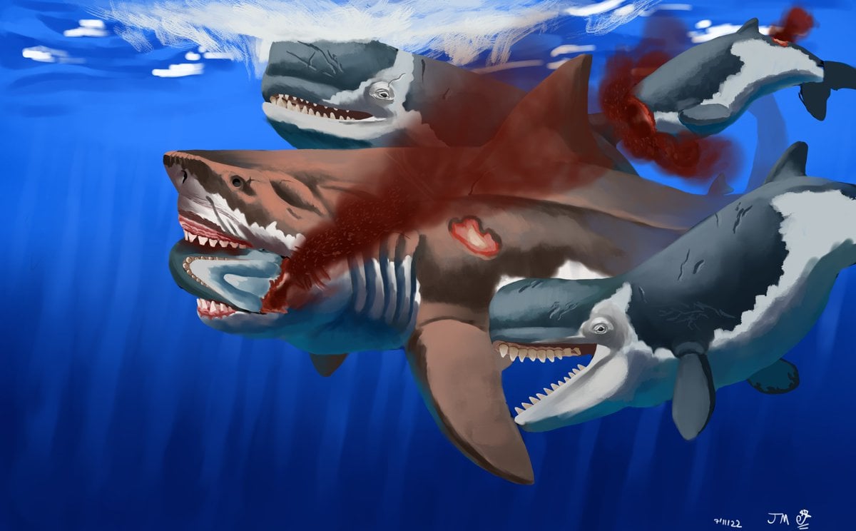 livyatan melvillei vs megalodon