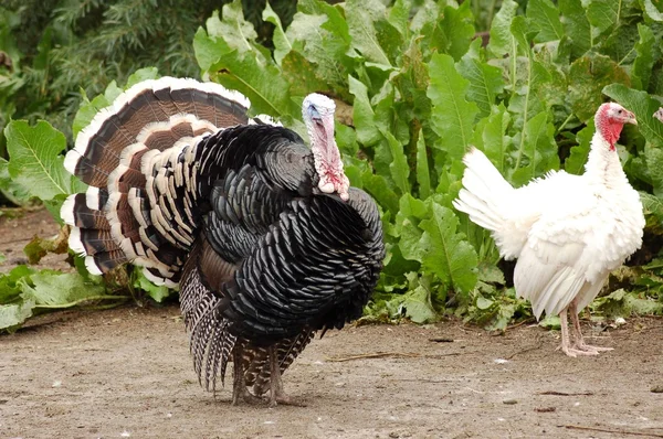 fotografias de pavos