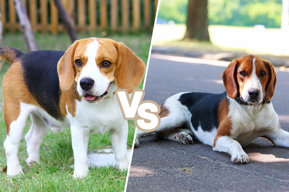 foxhound vs beagle