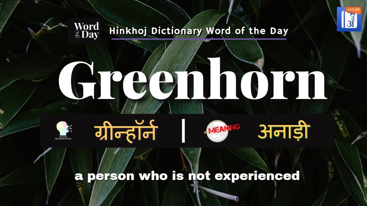 greenhorn meaning in hindi