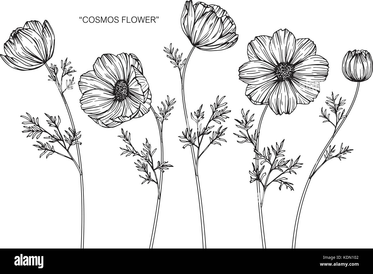 cosmos flower sketch