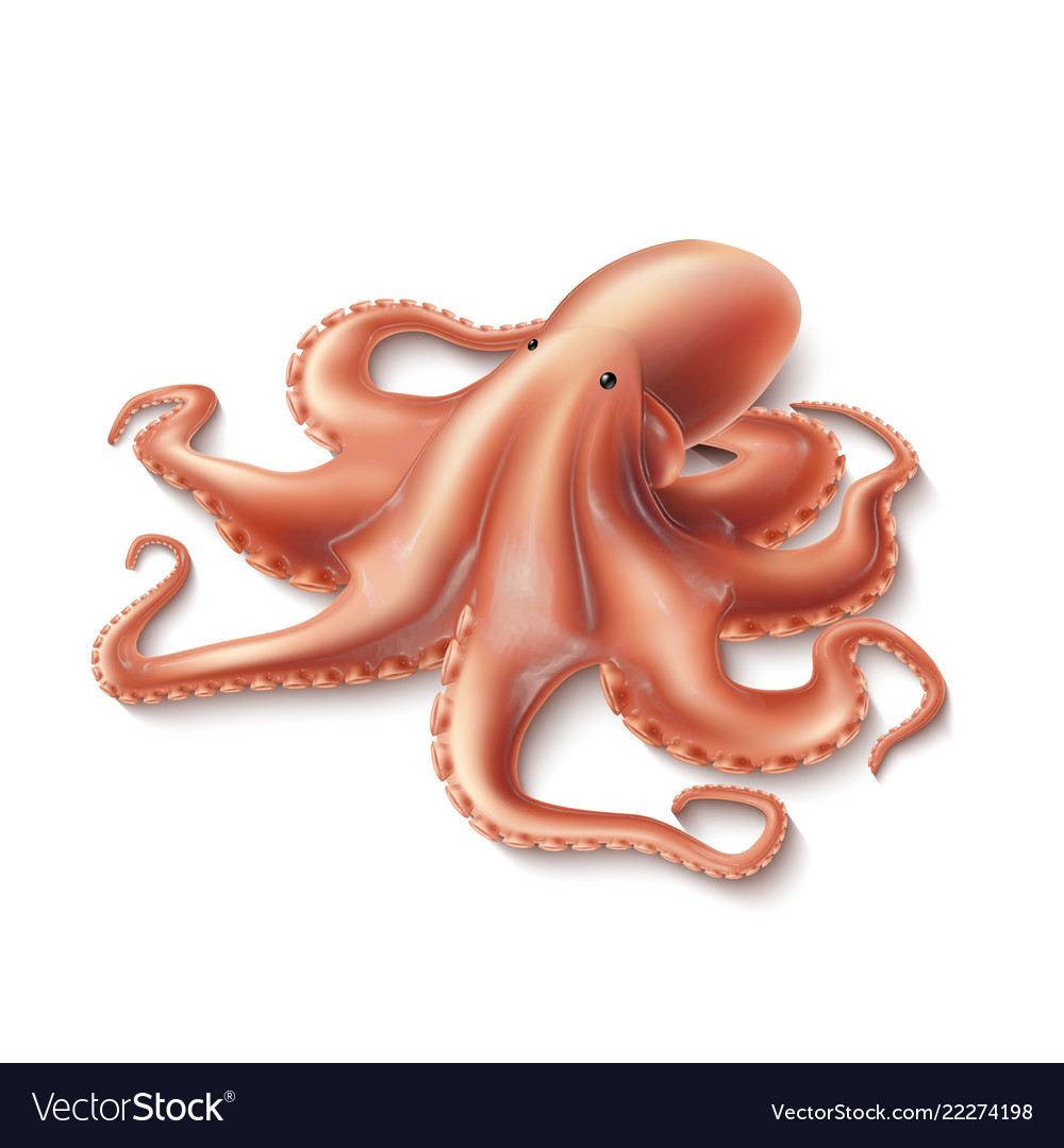 realistic octopus clipart