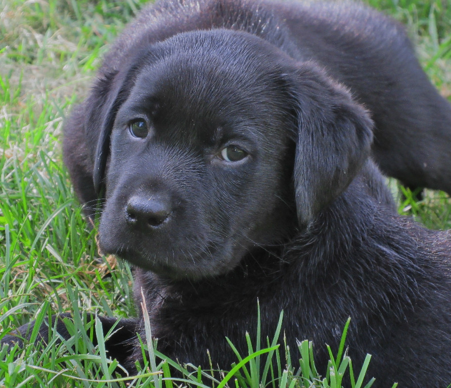 black labrador puppies for sale