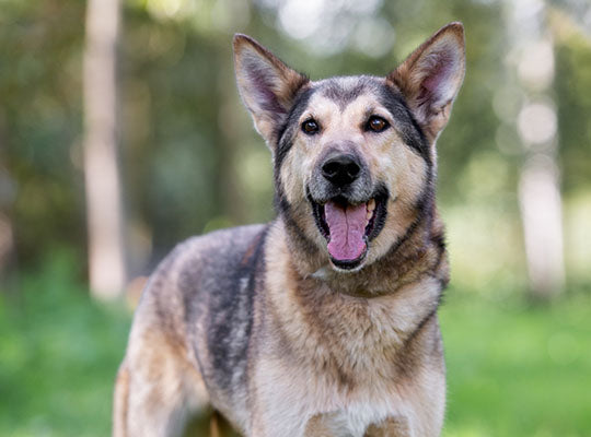 shepherd cross husky