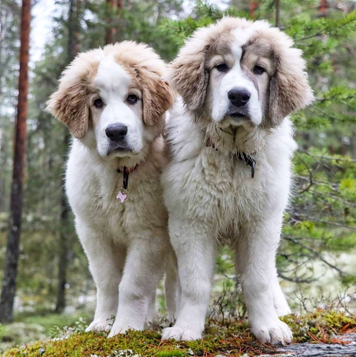 pyrenean mastiff price