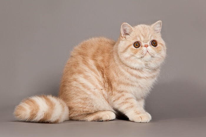 exotic shorthair price