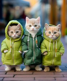 kittens with clothes