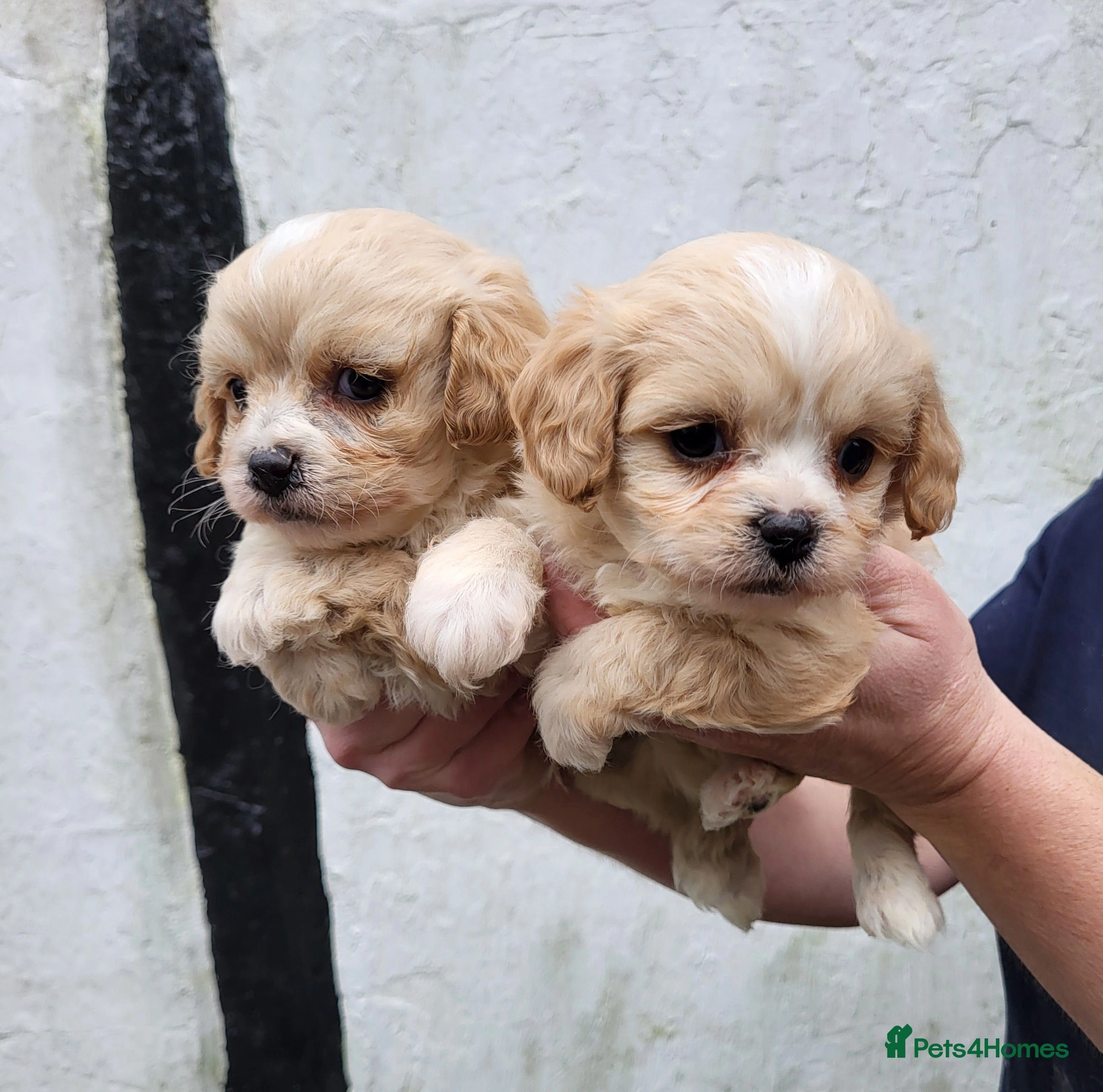 cavachons for sale