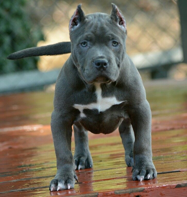 american pitbull blue bully