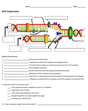 dna replication review worksheet