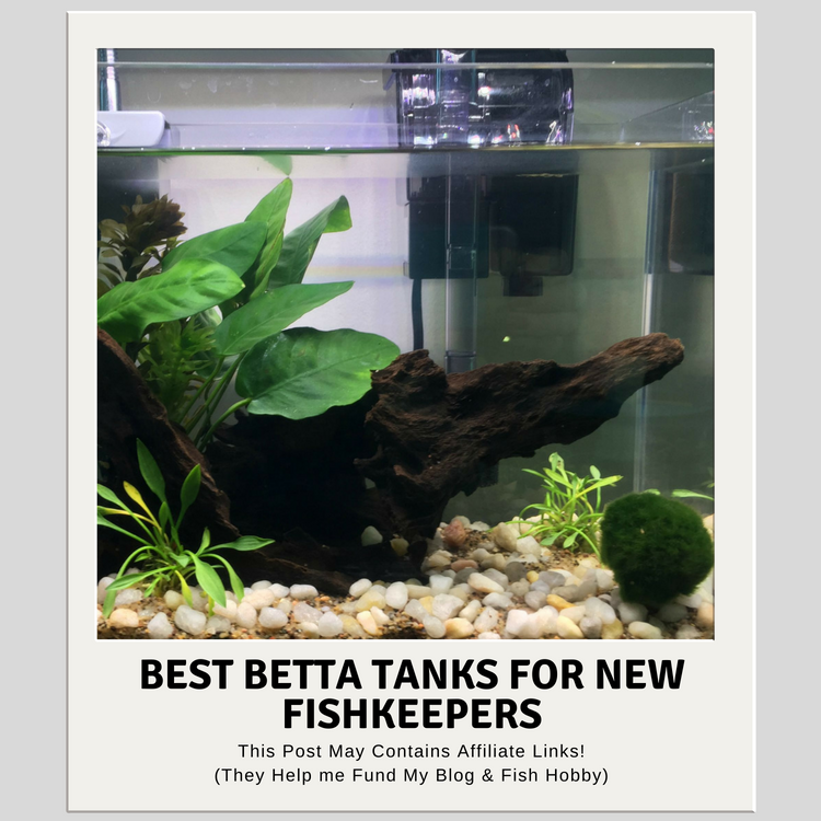 good betta fish tanks