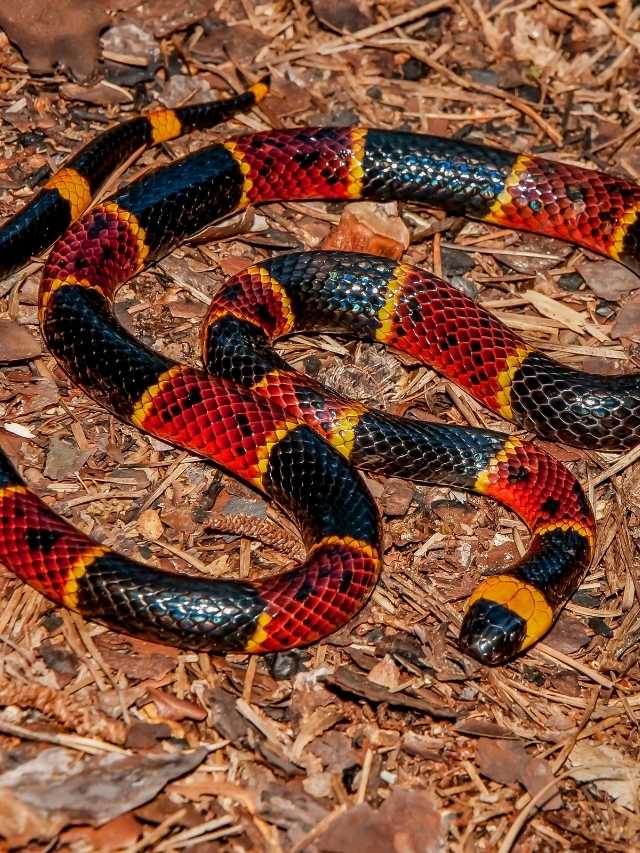 coral snake dream meaning