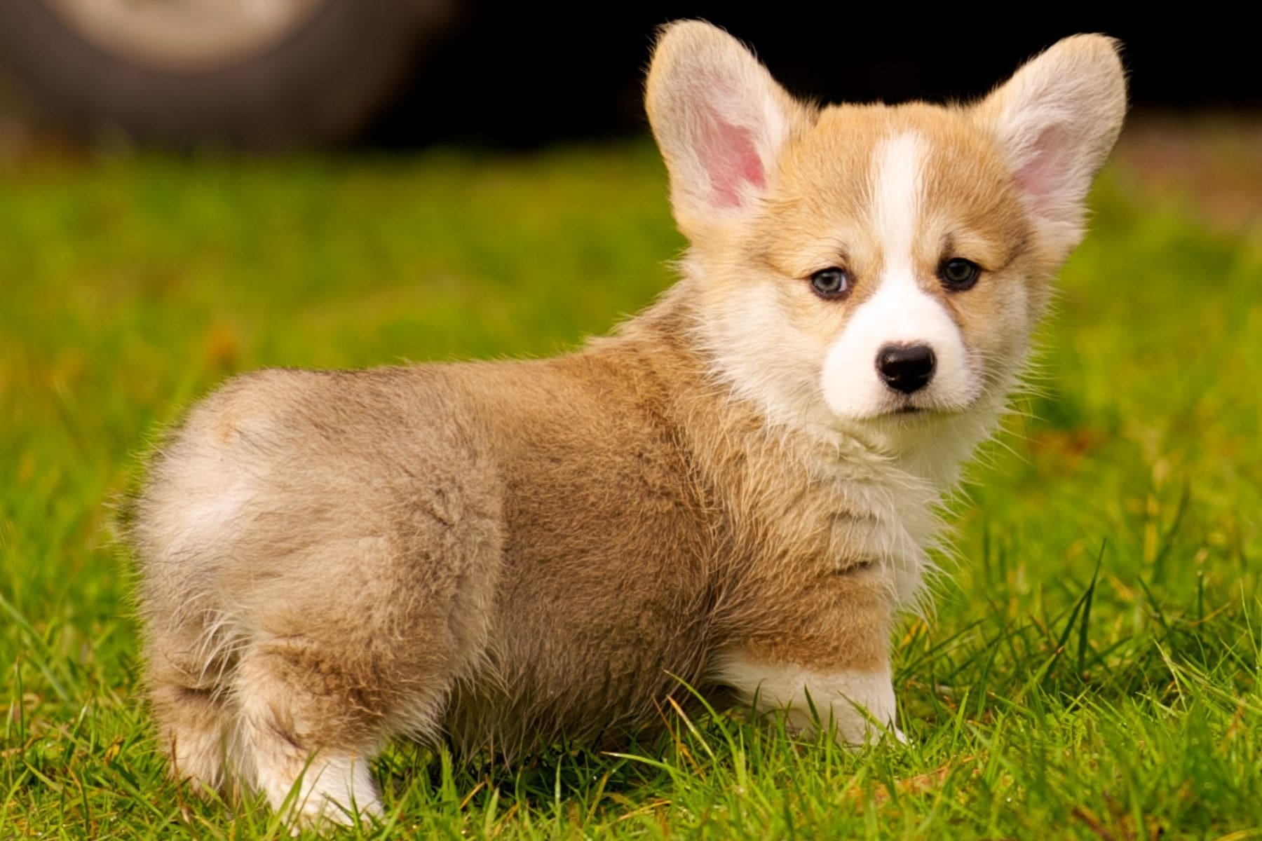 pembroke welsh corgi puppies for sale