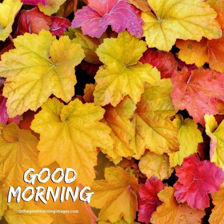 good morning images autumn