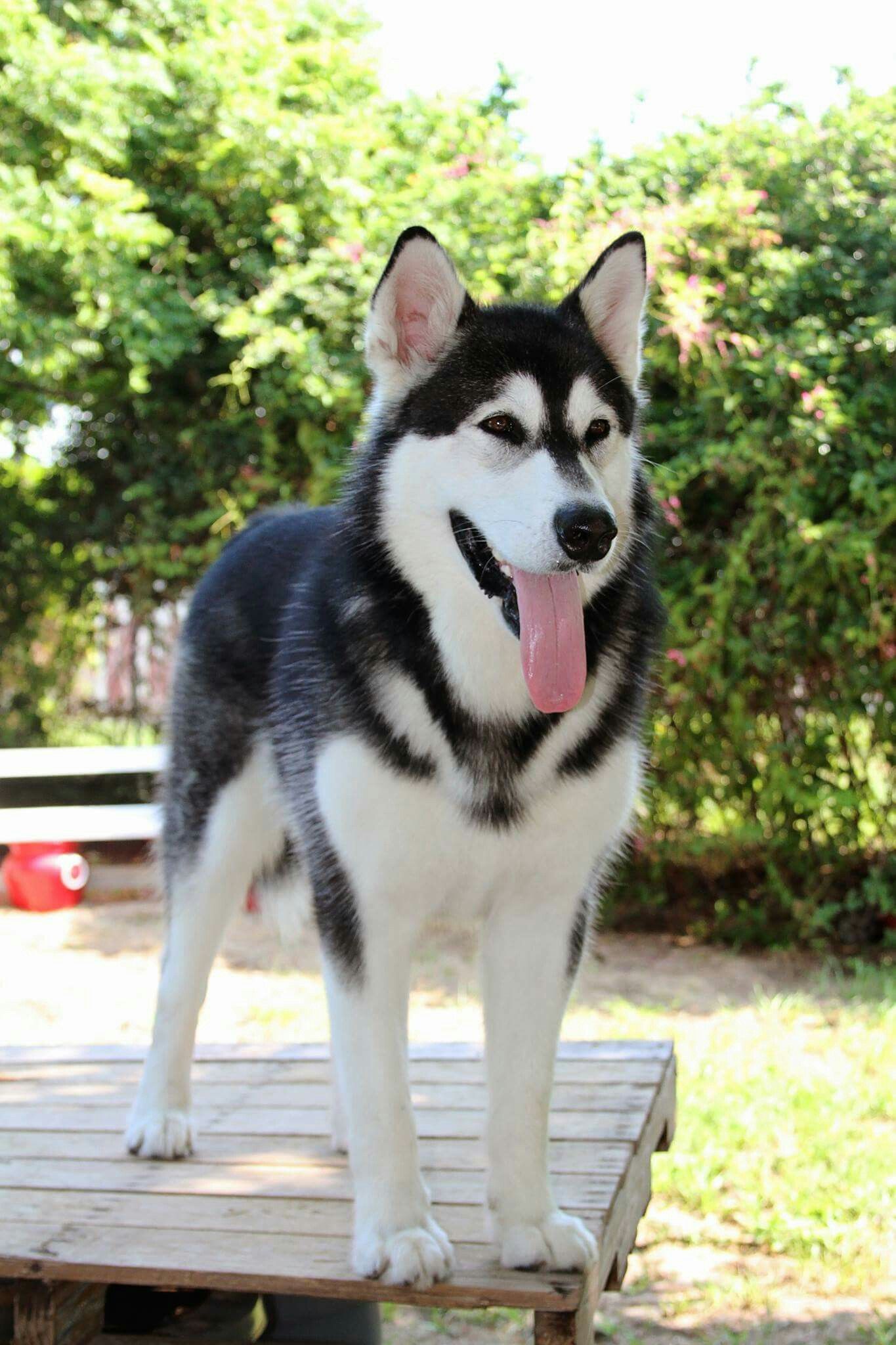 tonka the malamute