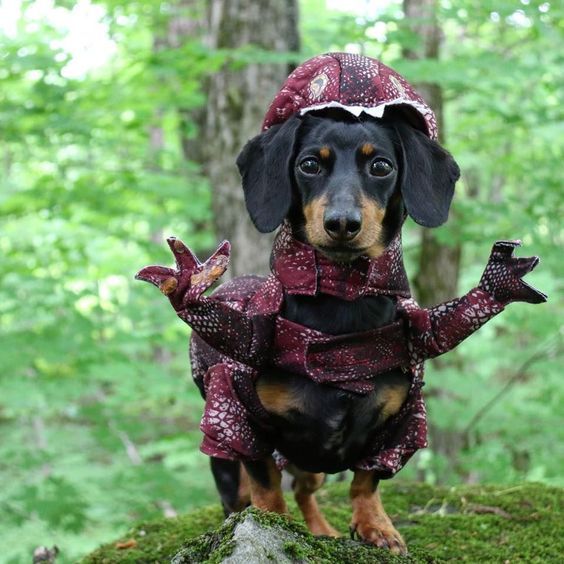 sausage dog costume