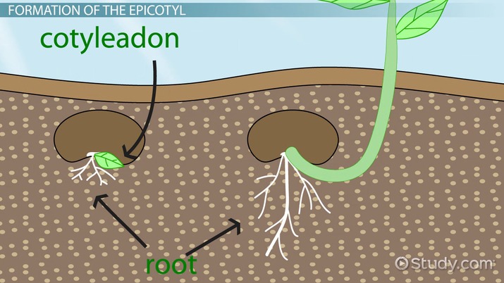 hypocotyl