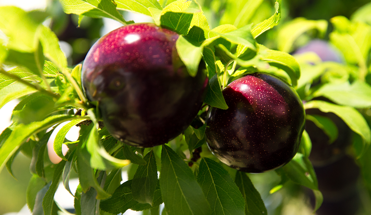 buy queen garnet plum tree