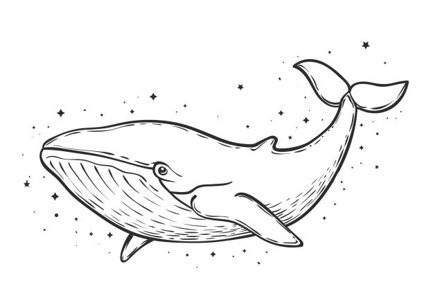 ballenas dibujos