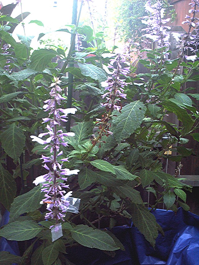 salvia divinorum plant sale