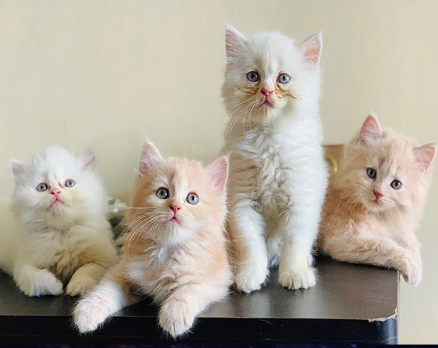 persian cat price