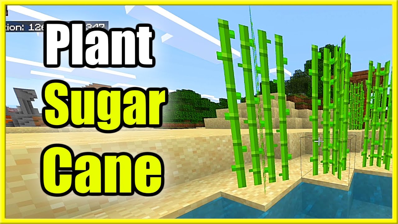 how do i plant sugarcane in minecraft