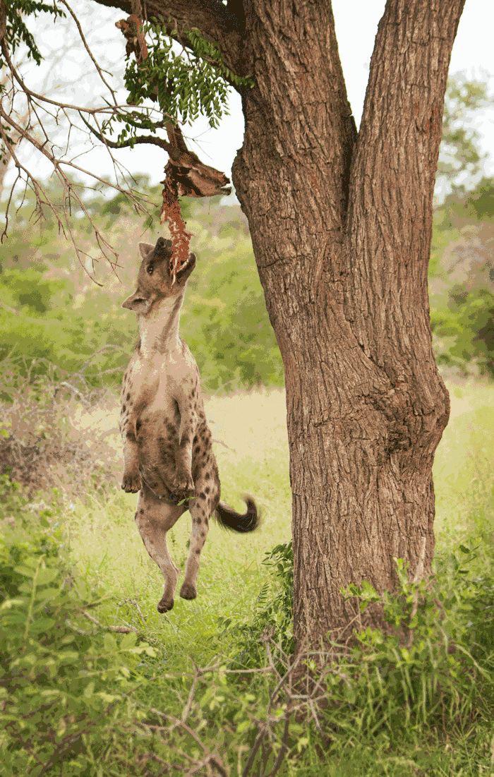 hanging hyena