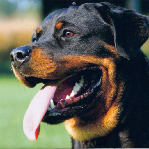 rottweilers in washington state