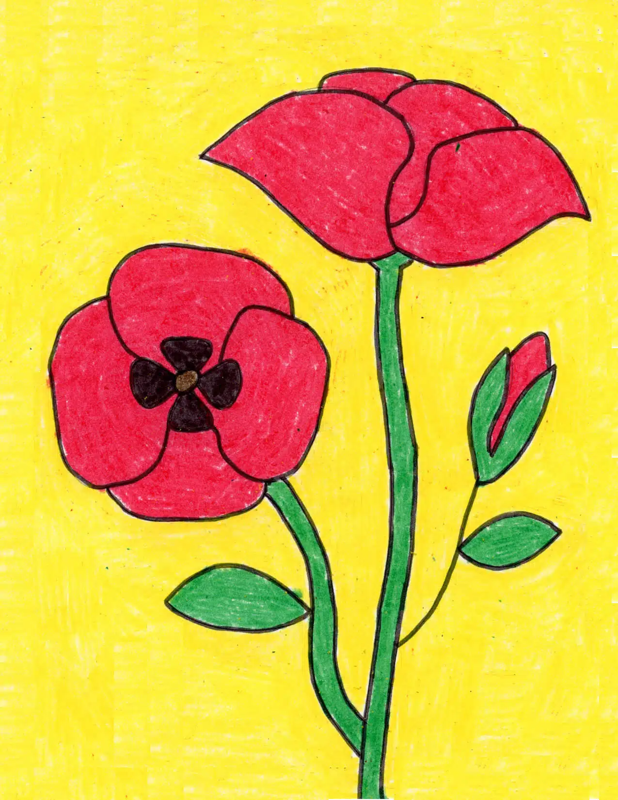 drawing poppy flower