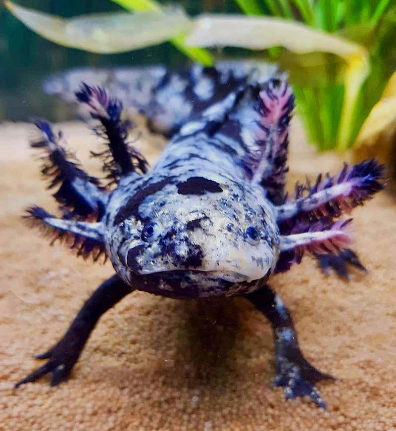 lavender blue axolotl