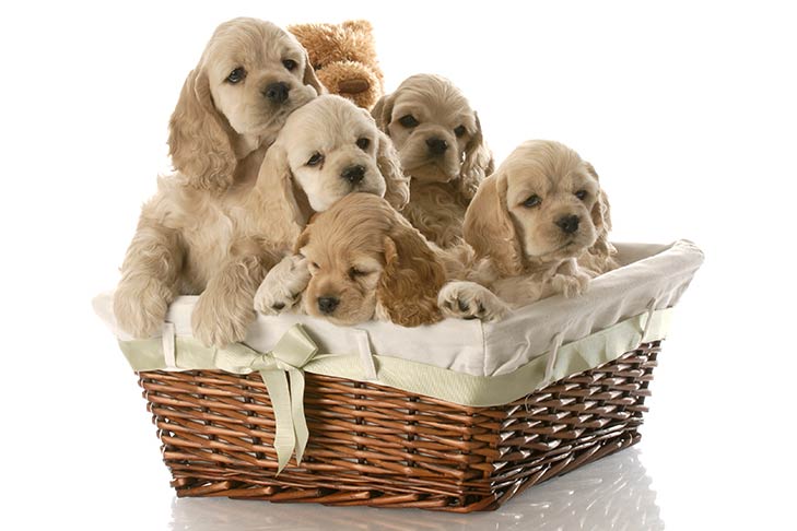 cocker spaniel puppies for sale